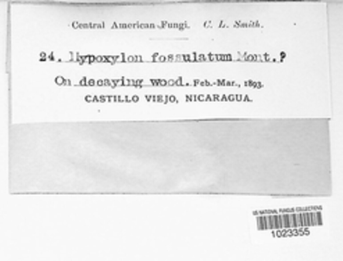 Camillea fossulata image